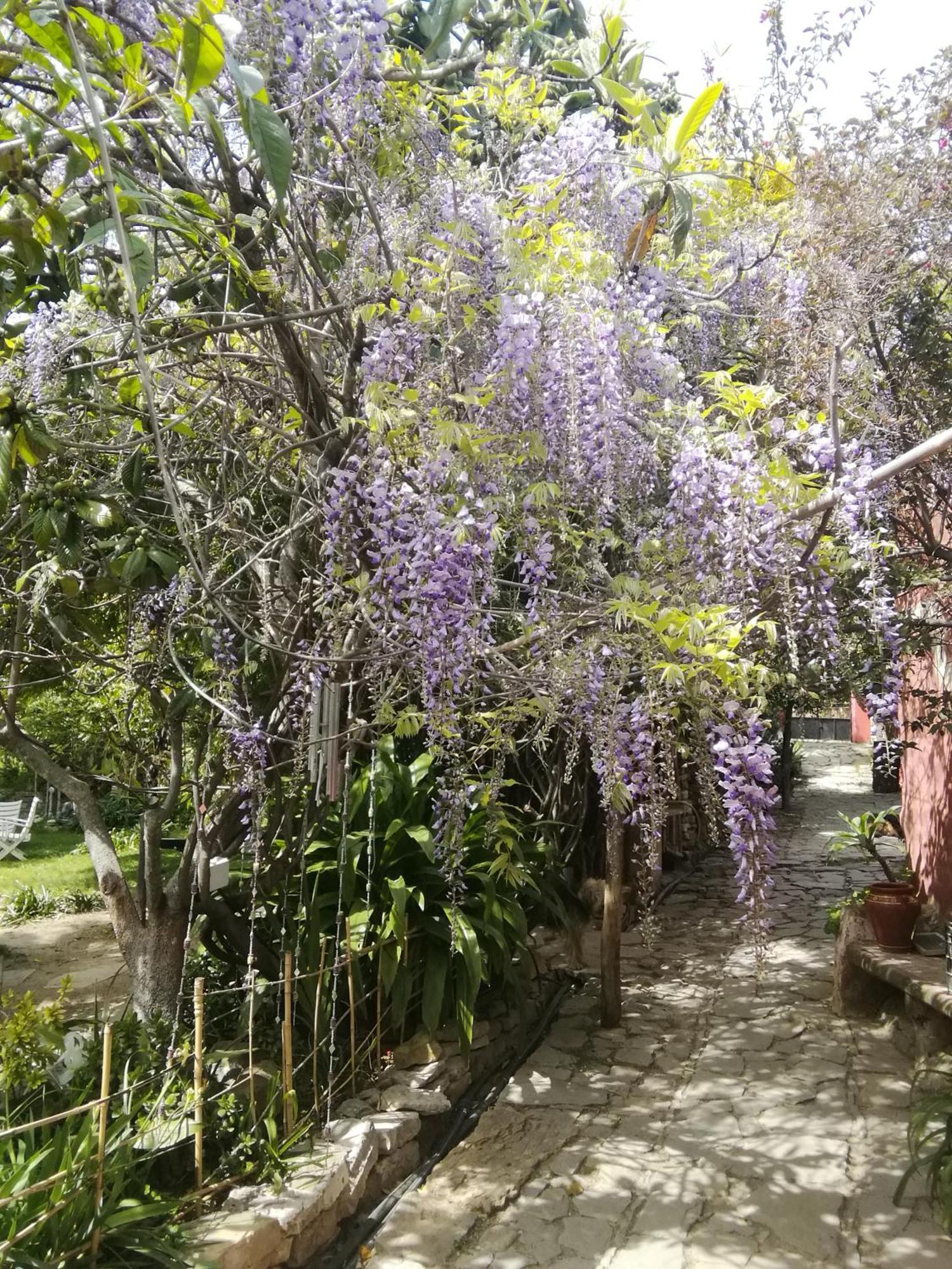 Eco Moyano * Gaucin